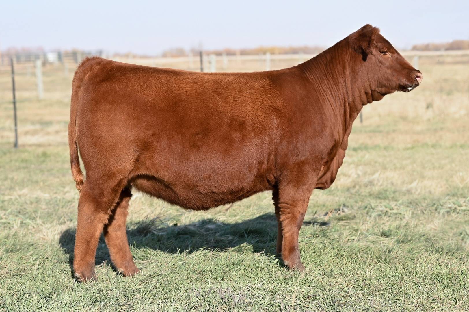 Red Angus, Red Angus Breeding Stock, Red Angus Cattle Blairs.Ag