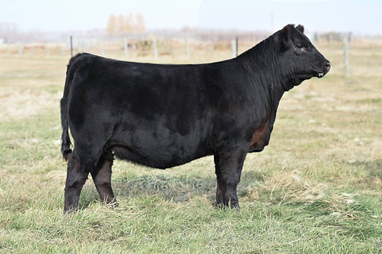 Red Angus, Red Angus Breeding Stock, Red Angus Cattle Blairs.Ag