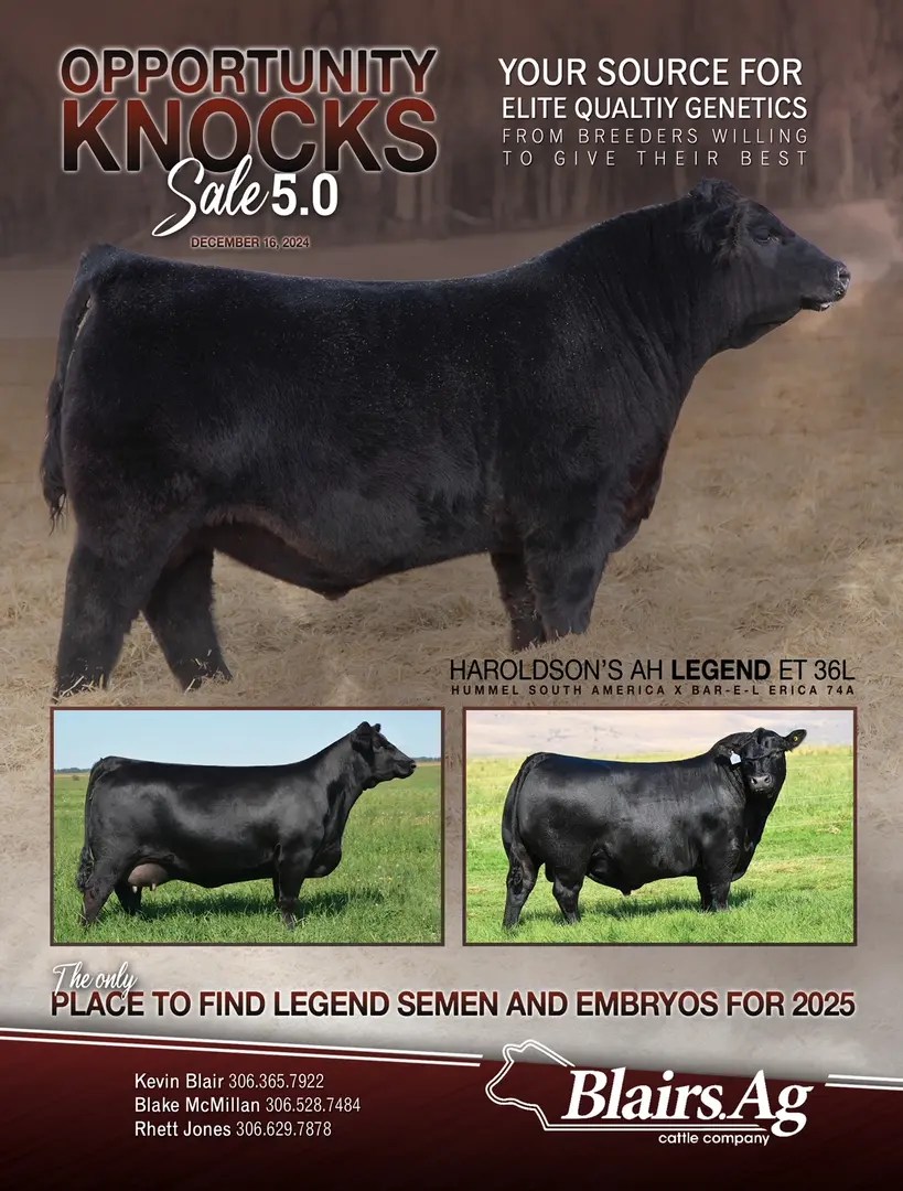 Red Angus, Red Angus Breeding Stock, Red Angus Cattle Blairs.Ag