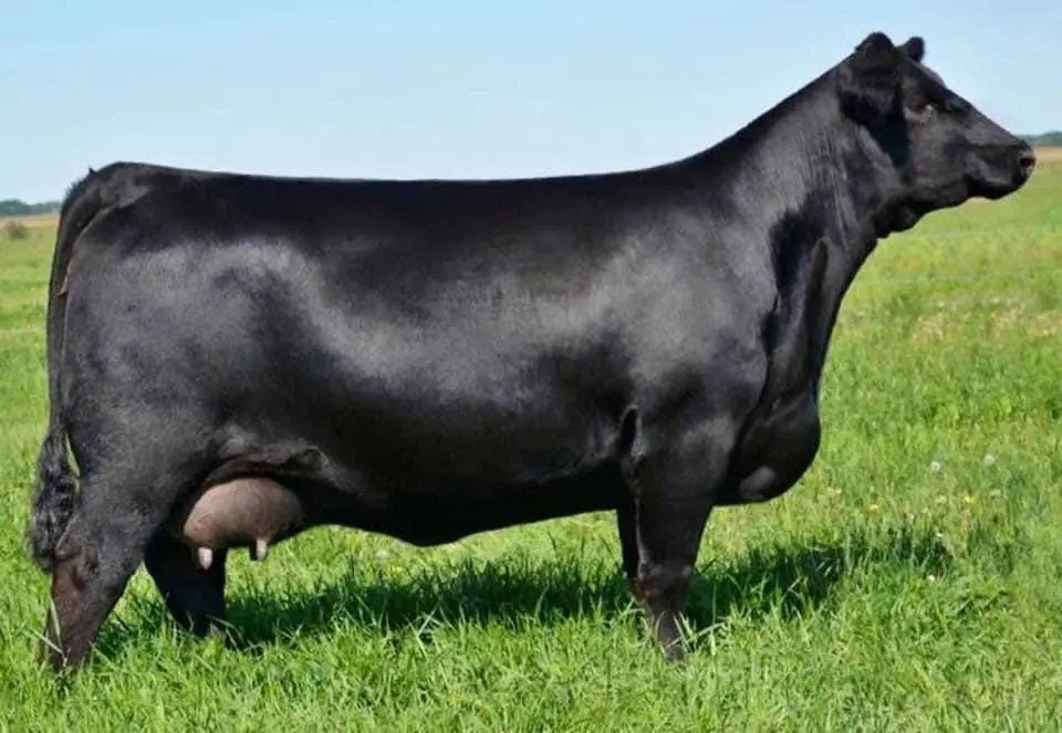 Red Angus, Red Angus Breeding Stock, Red Angus Cattle Blairs.Ag