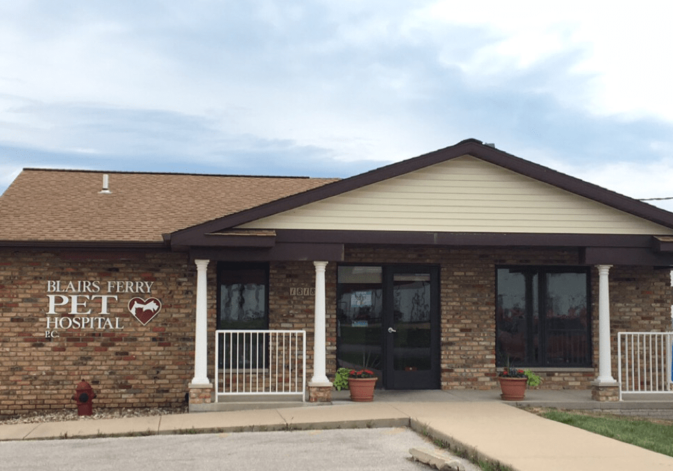 Veterinarian in Cedar Rapids, IA Local Vet Small Animal Hospital