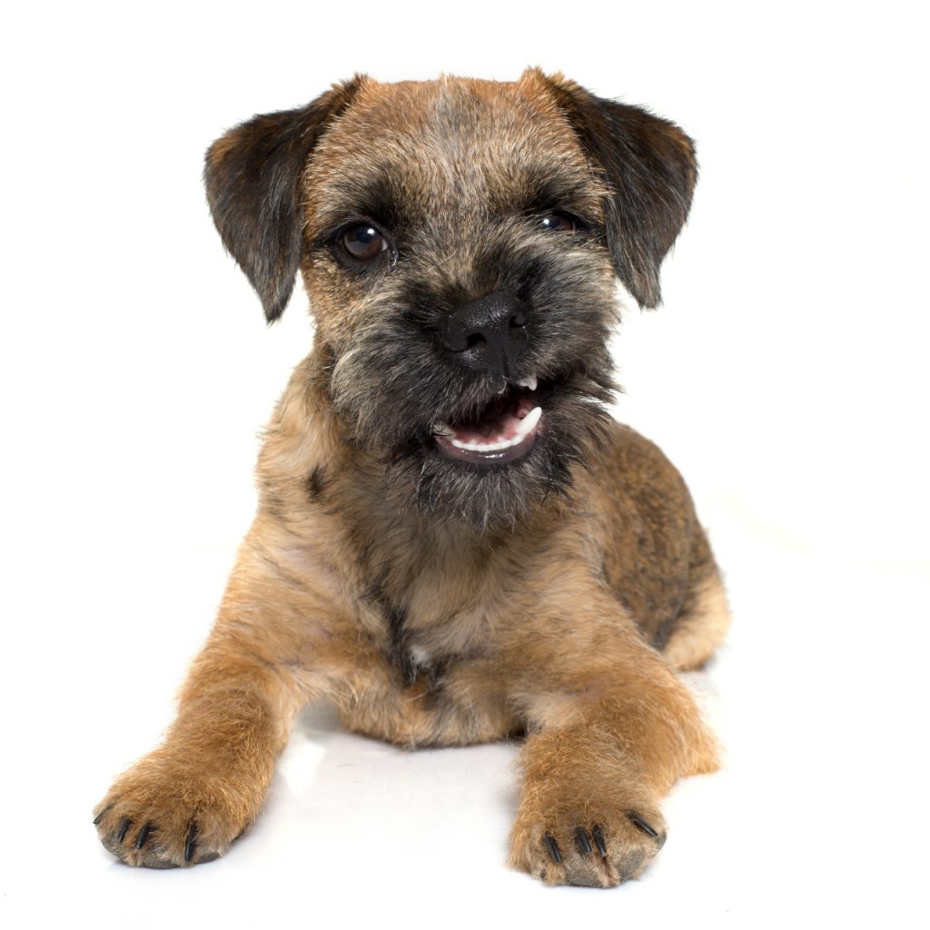 Blamich Border Terriers Tips for New Owners
