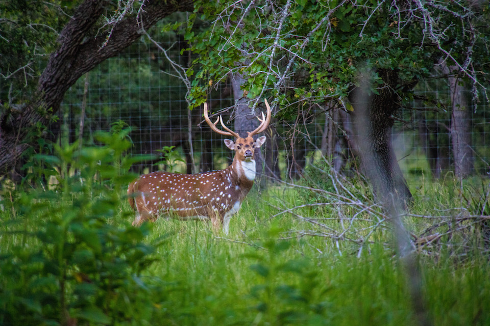 Axis Deer Blanco Cattle & Exotics, LLC