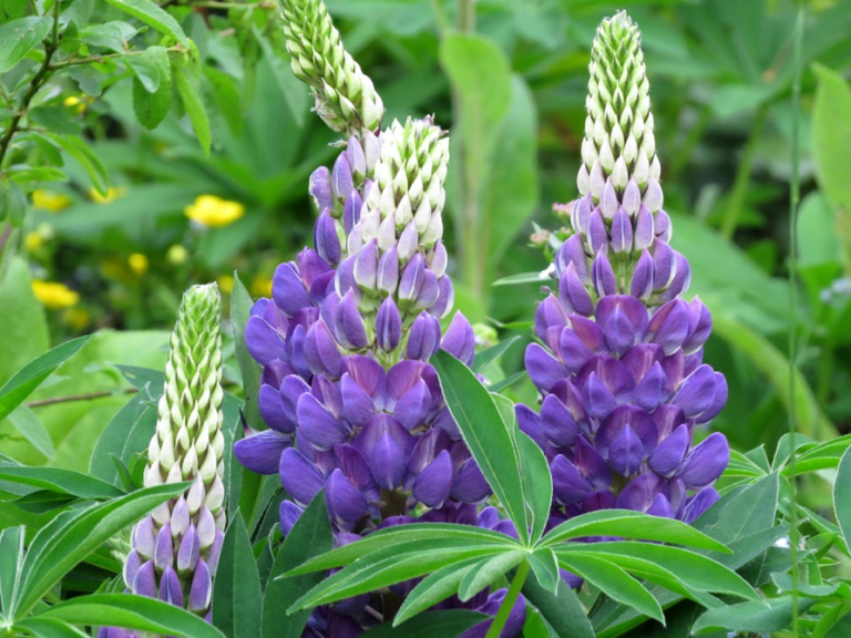 Blattläuse an Lupinen So bekämpfen Sie Blattläuse richtig