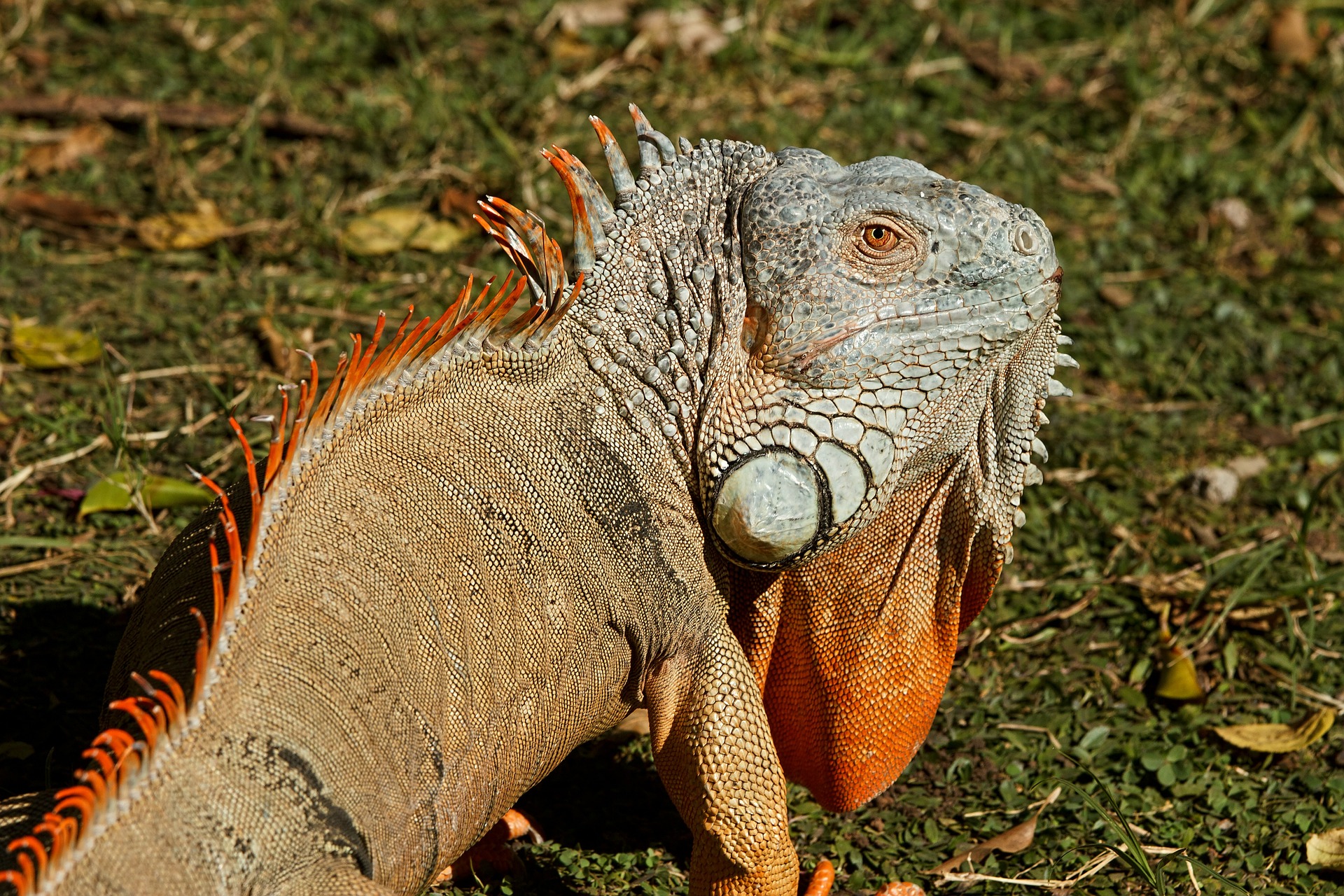 Leguan aufgefunden Besitzer gesucht! Blaulichtreport