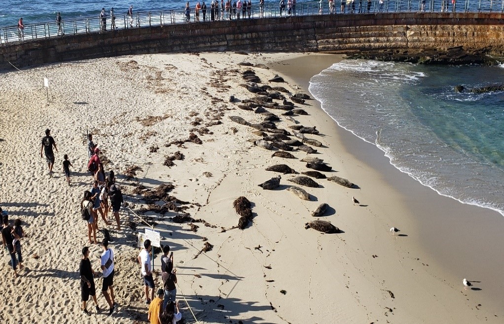 La Jolla Harbor Seal Rookery