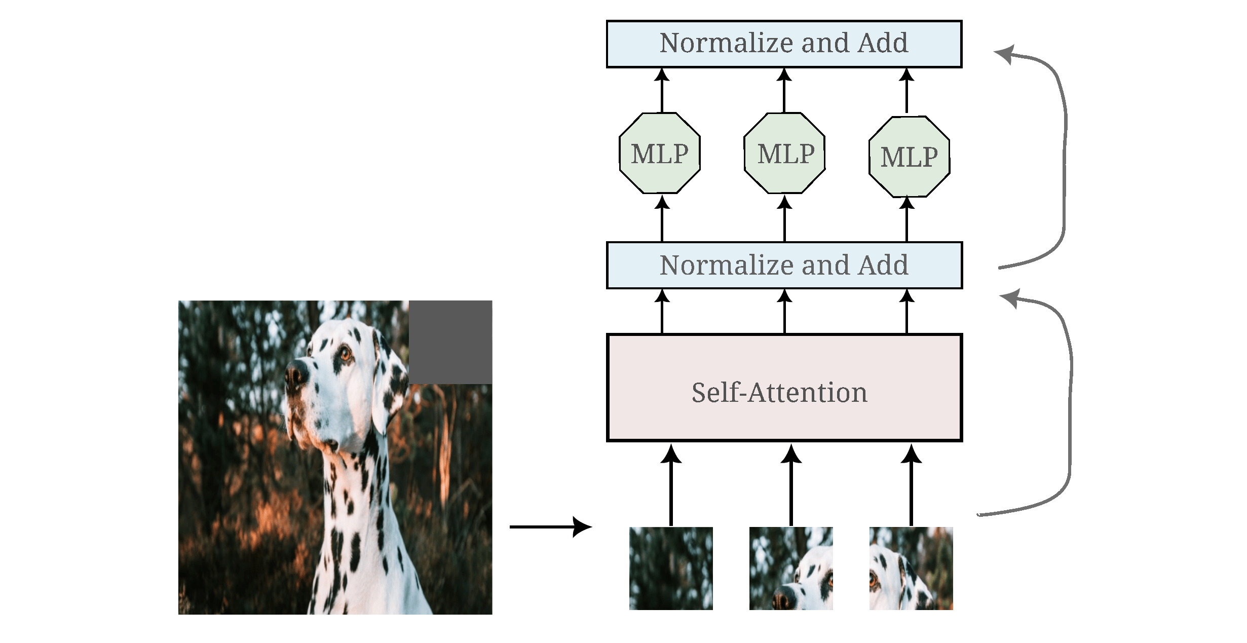 Representation in Vision Transformers and Attentionless Models Form