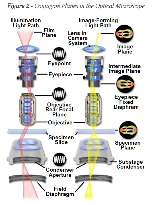 Microscope Basics