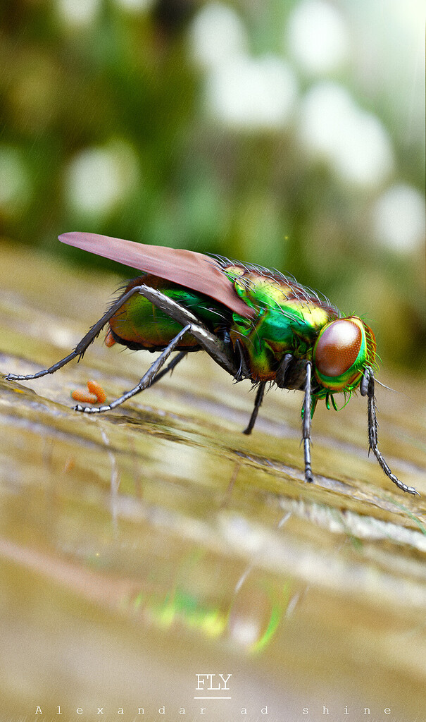 Insect fly Finished Projects Blender Artists Community