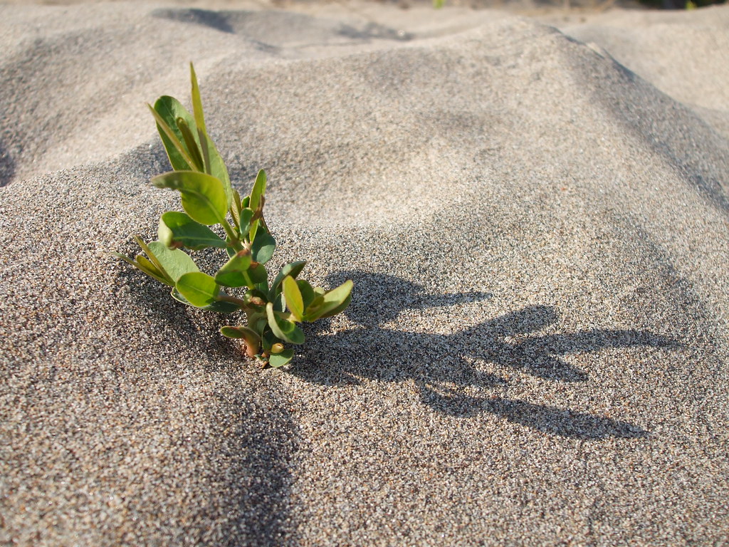 Realistic sand Materials and Textures Blender Artists Community