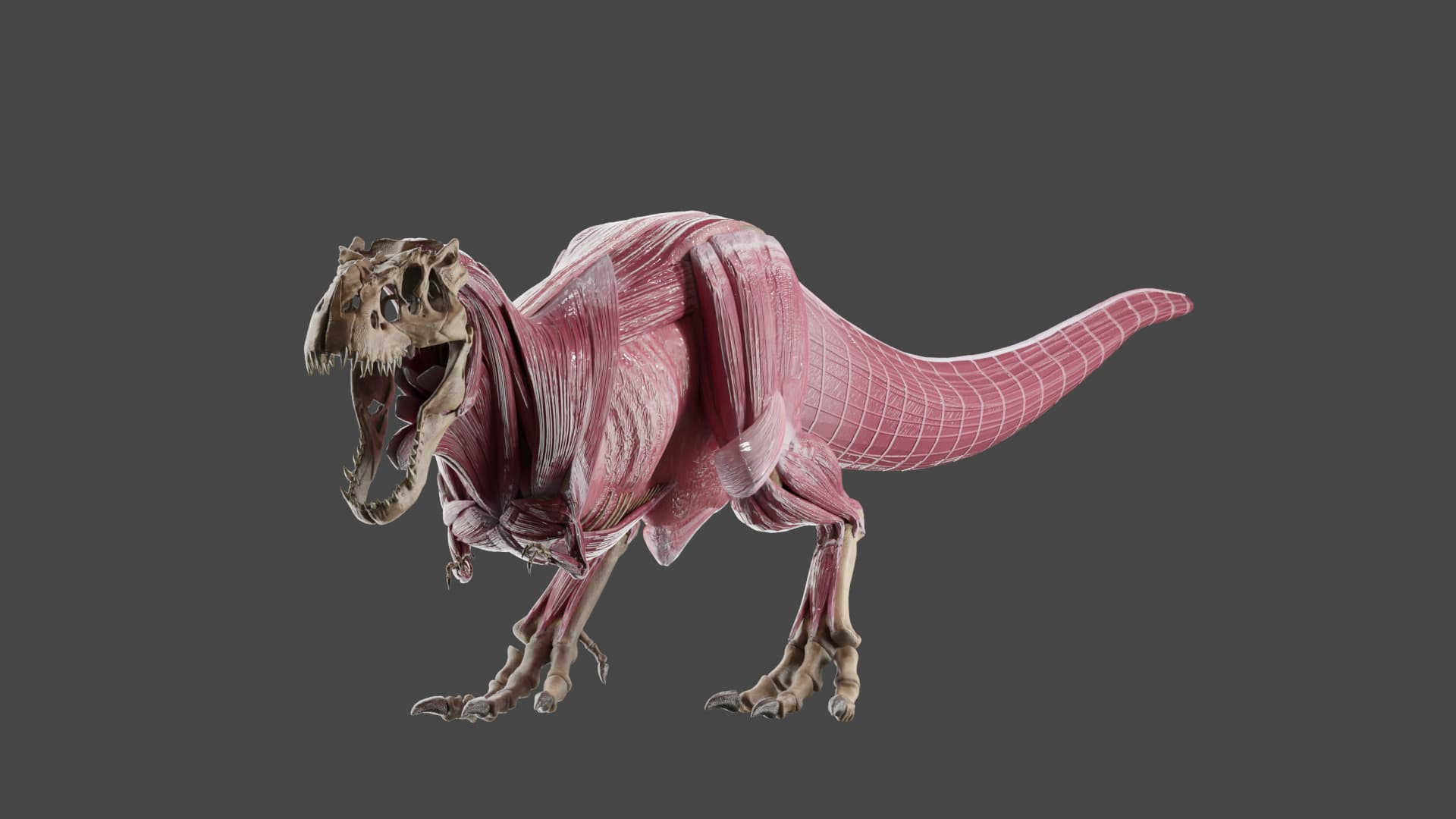 XMuscle Rig Finished Projects Blender Artists Community