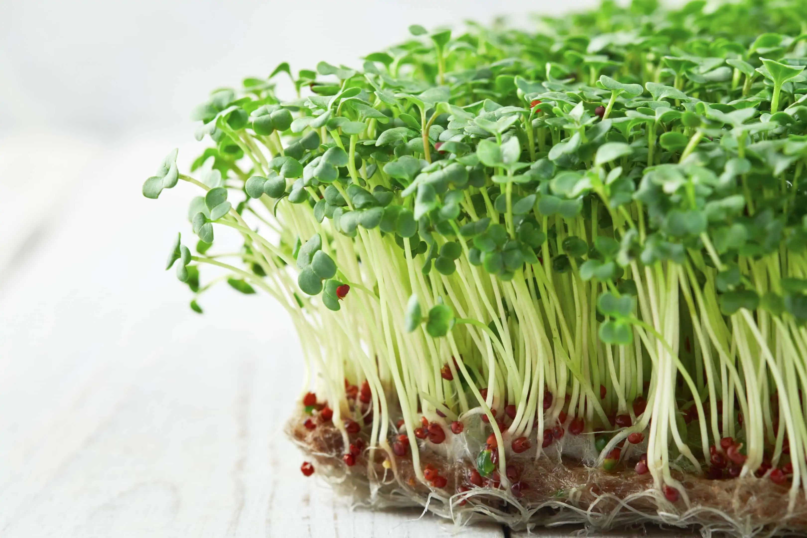 7 Reasons Why Broccoli Sprouts are Good for Your Skin Blend of Bites