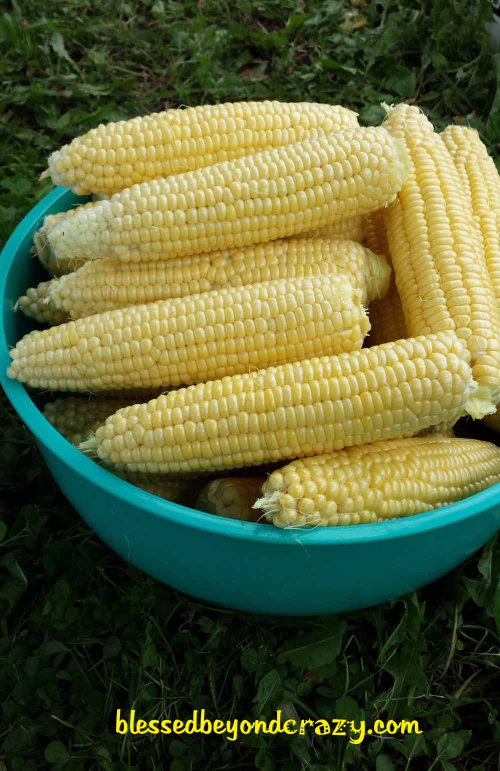How To Freeze Fresh Sweet Corn