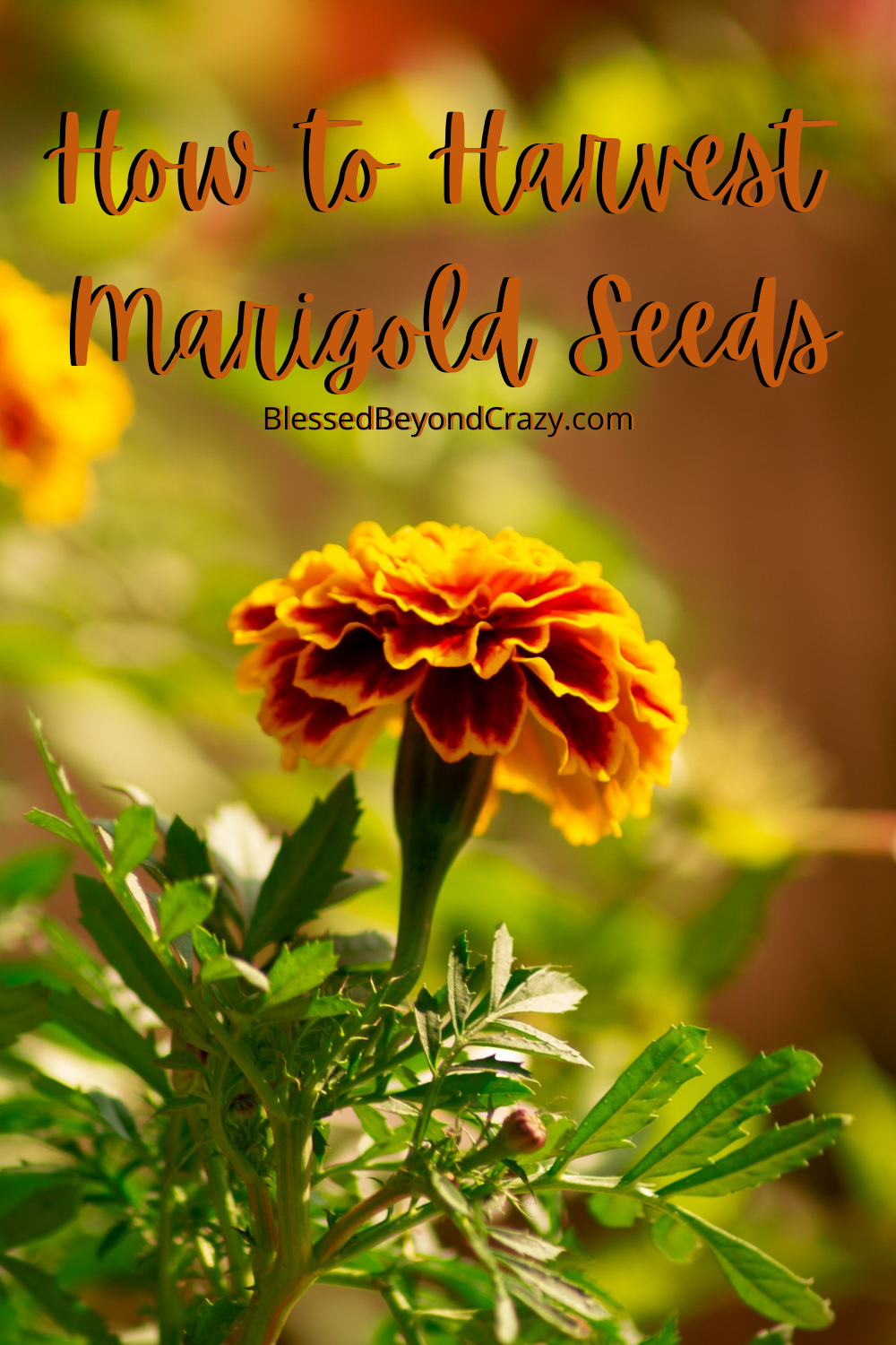 How to Harvest Marigold Seeds Blessed Beyond Crazy