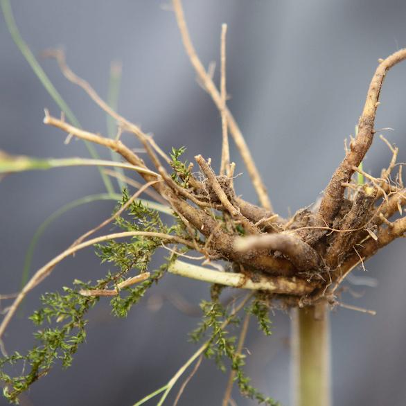 Valerian Root Tincture » Blessed Thistle Farm