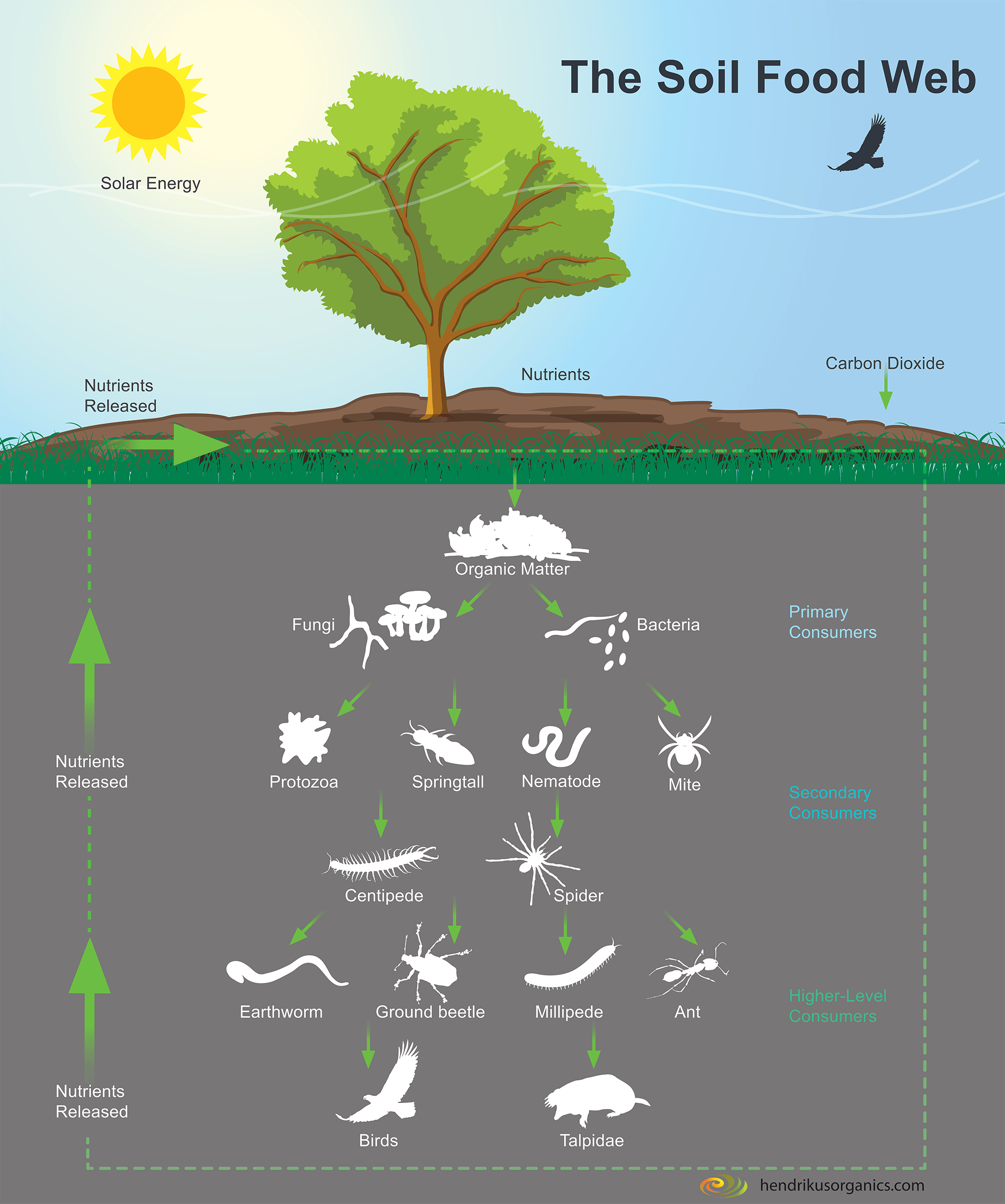 Dos and Don’ts of Landscape Fabric Blessing Landscapes