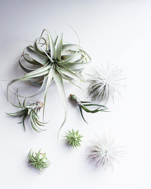 Everything You Need to Know About Air Plants Bless My Weeds