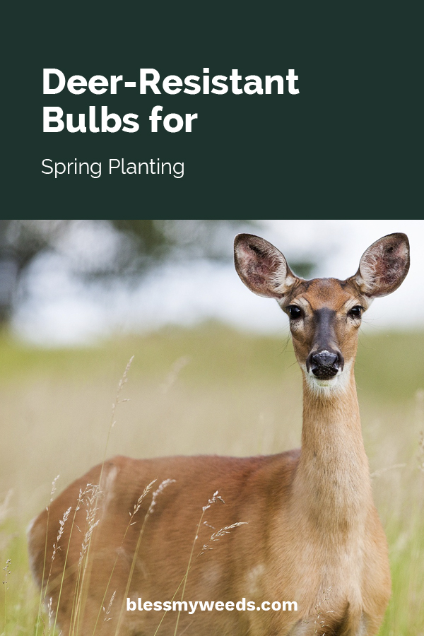 Deer Resistant Bulbs For Spring Planting Bless My Weeds