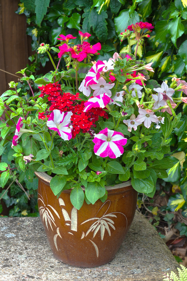 10 Sexiest Shade Flowers For Pots On Your Front Porch Bless My Weeds