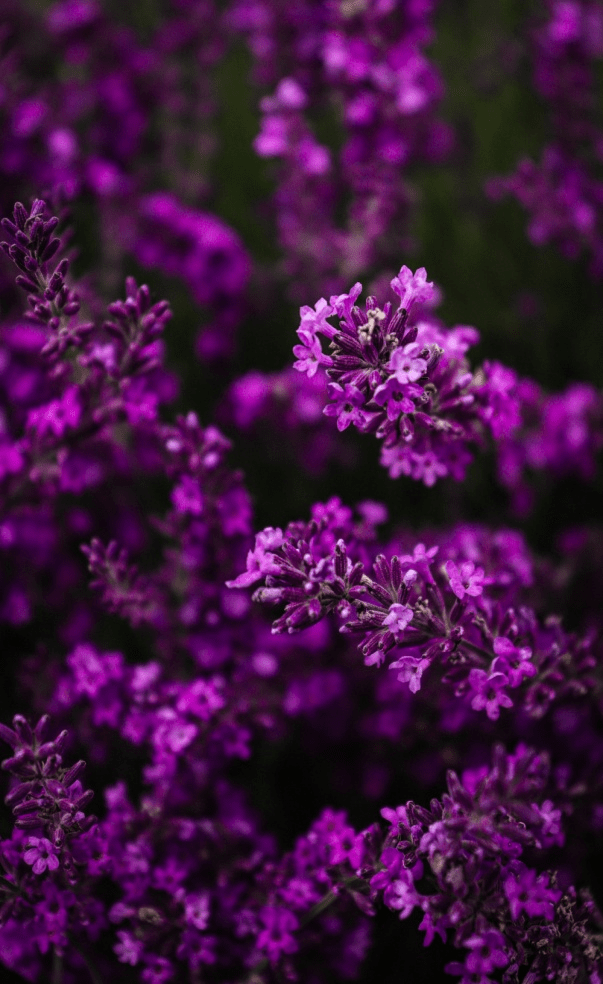 Purple Flowering Bushes The Most Beautiful Shrubs There Are! Bless