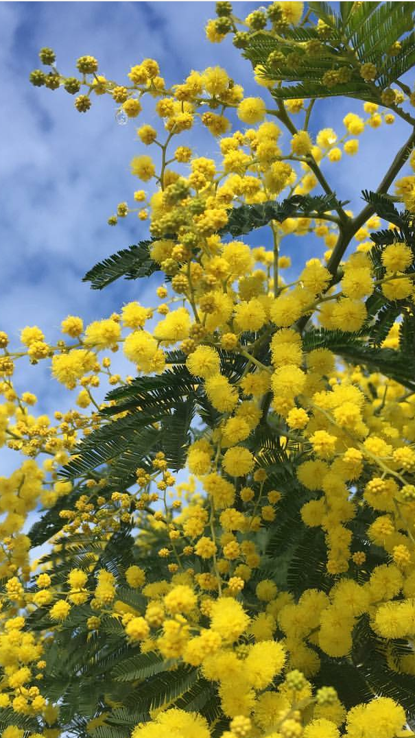 Meadow Saffron Flower Meaning Best Flower Site