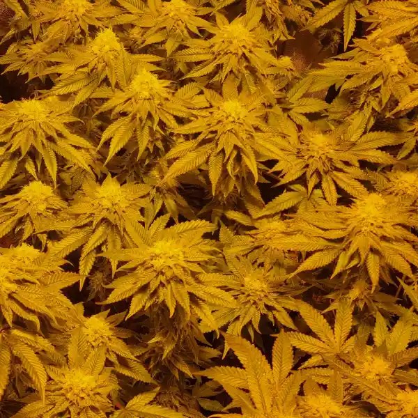 How To Grow Kush Mints Strain Blimburn Seeds