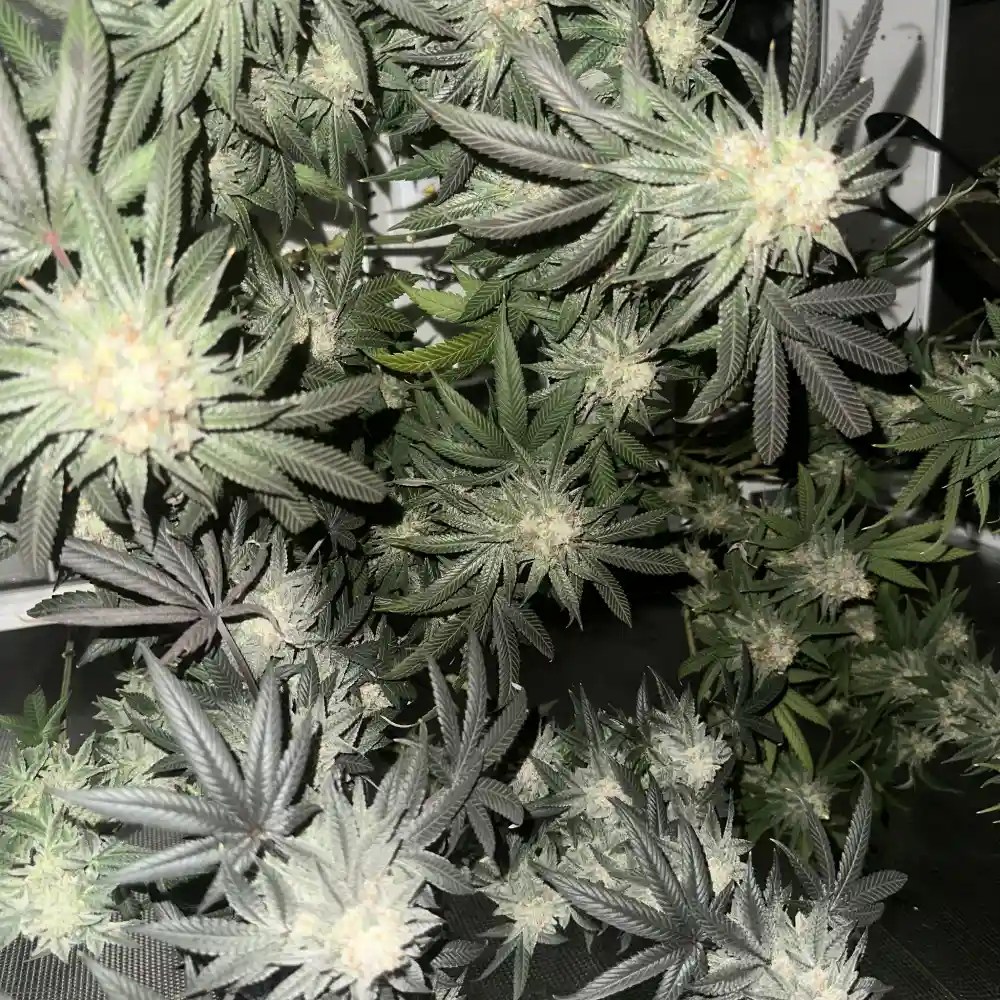 Gary Payton Weed Strain Unveiling the Aroma, Flavor, and Effects