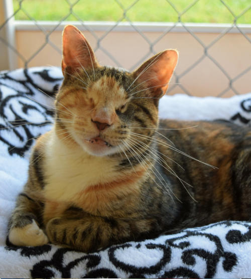 Blind Cat Rescue & Sanctuary