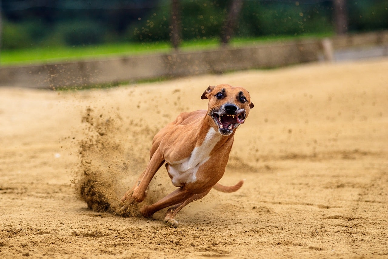 How Fast Can Boxers Run?