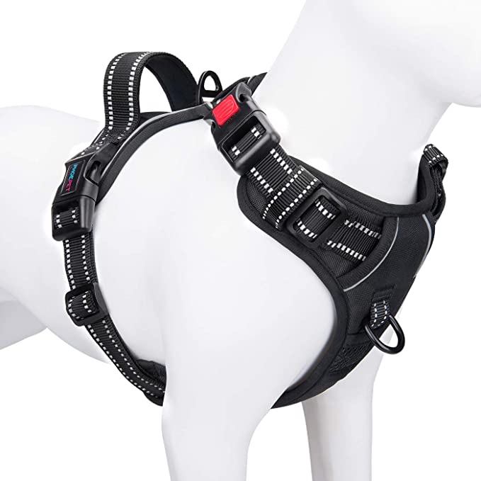 Blind Paws Halos and Harnesses for Blind Dogs