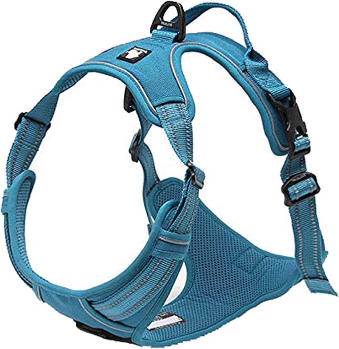 Blind Paws Halos and Harnesses for Blind Dogs