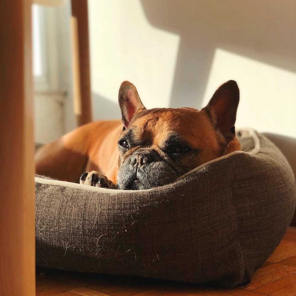 Blind Paws Products for Living with a Blind Dog