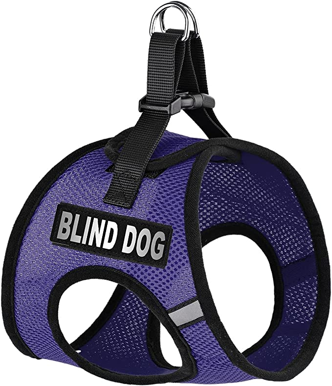 Blind Paws Halos and Harnesses for Blind Dogs