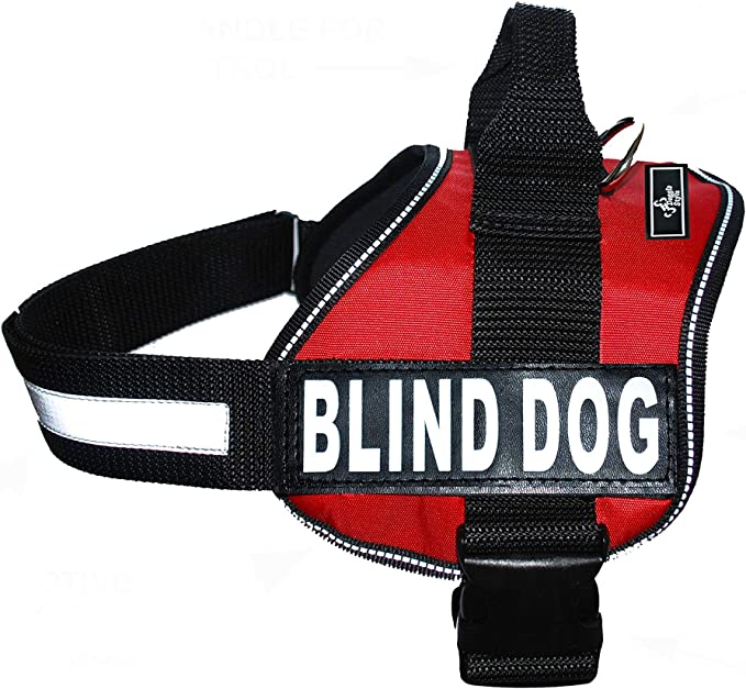 Blind Paws Halos and Harnesses for Blind Dogs
