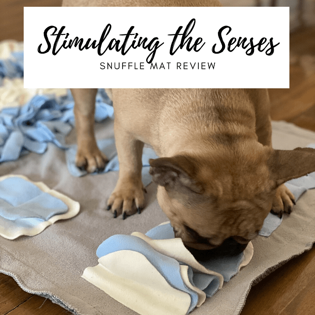 Blind Paws Snuffle Mat Review