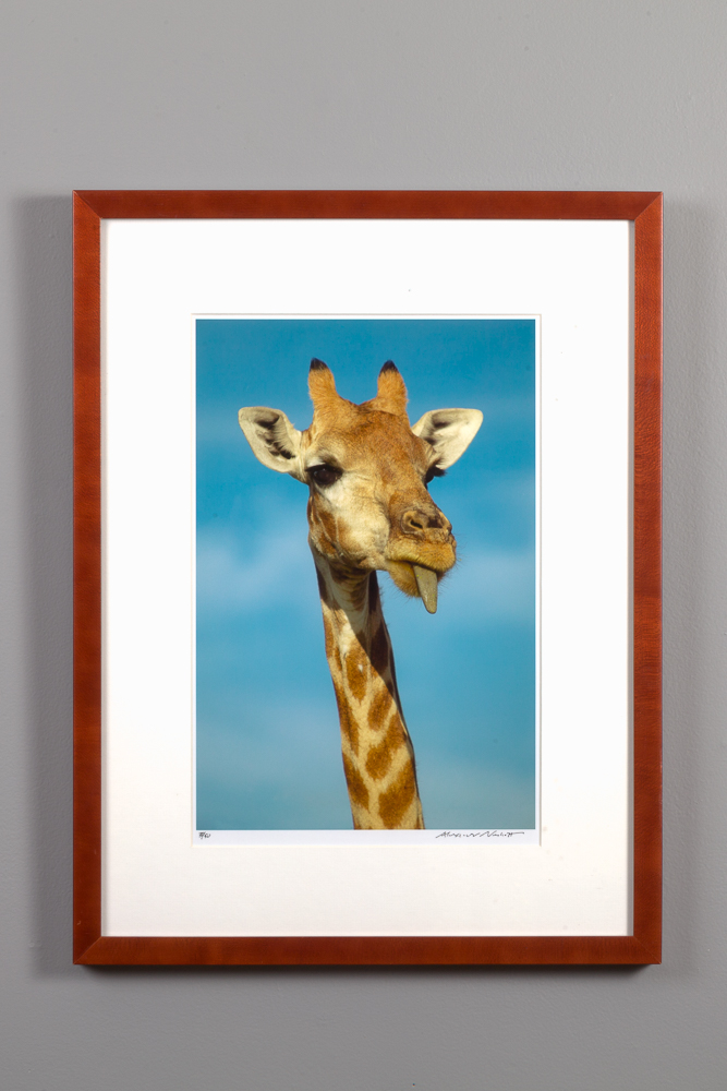 Giraffe framed 11x14 Blink Gallery