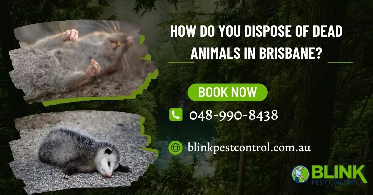 Proper Disposal Of Dead Animals In Brisbane Blink Pest Control