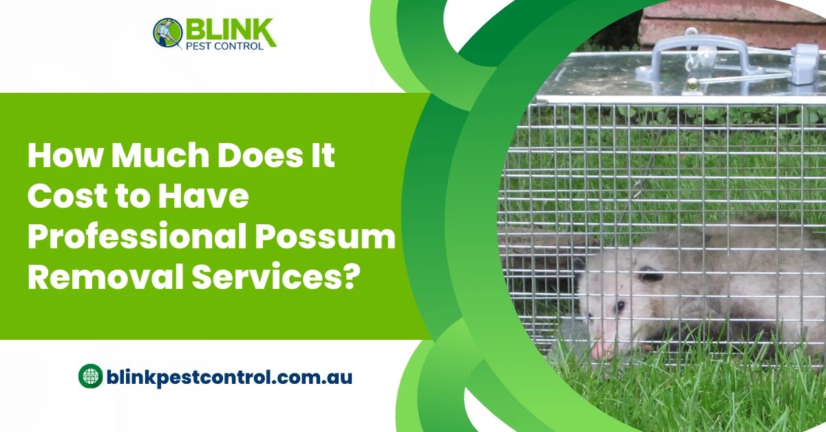How Much Does Professional Possum Removal Cost?