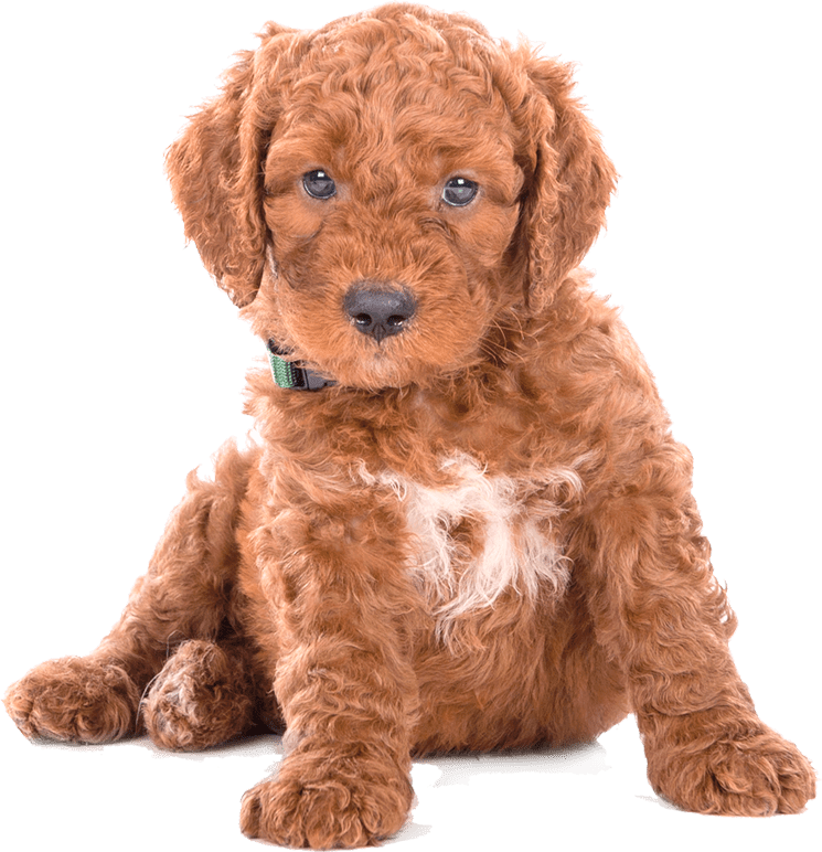 Home Page Blissful Paws