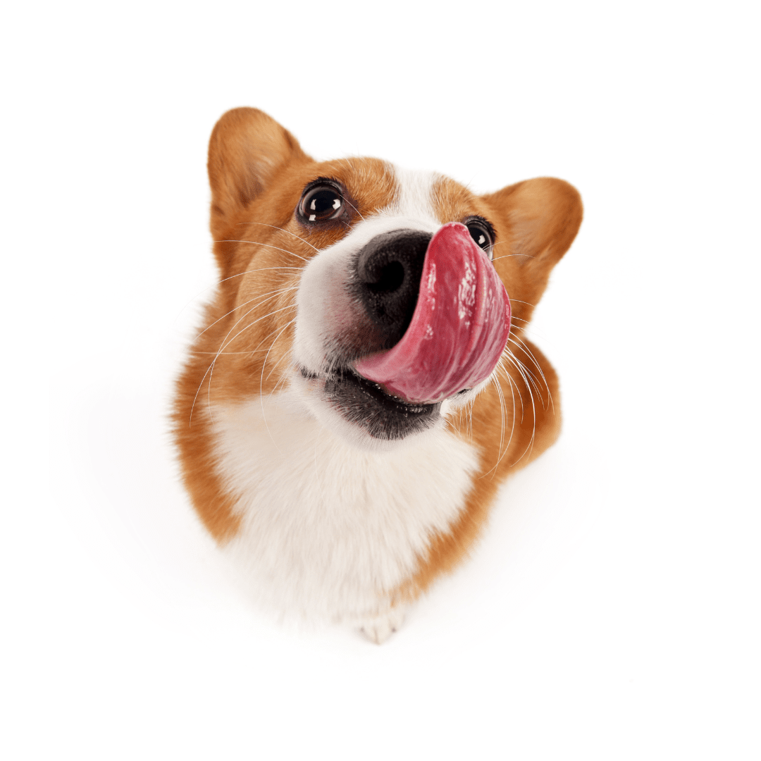 Homepage Bliss Pet Services