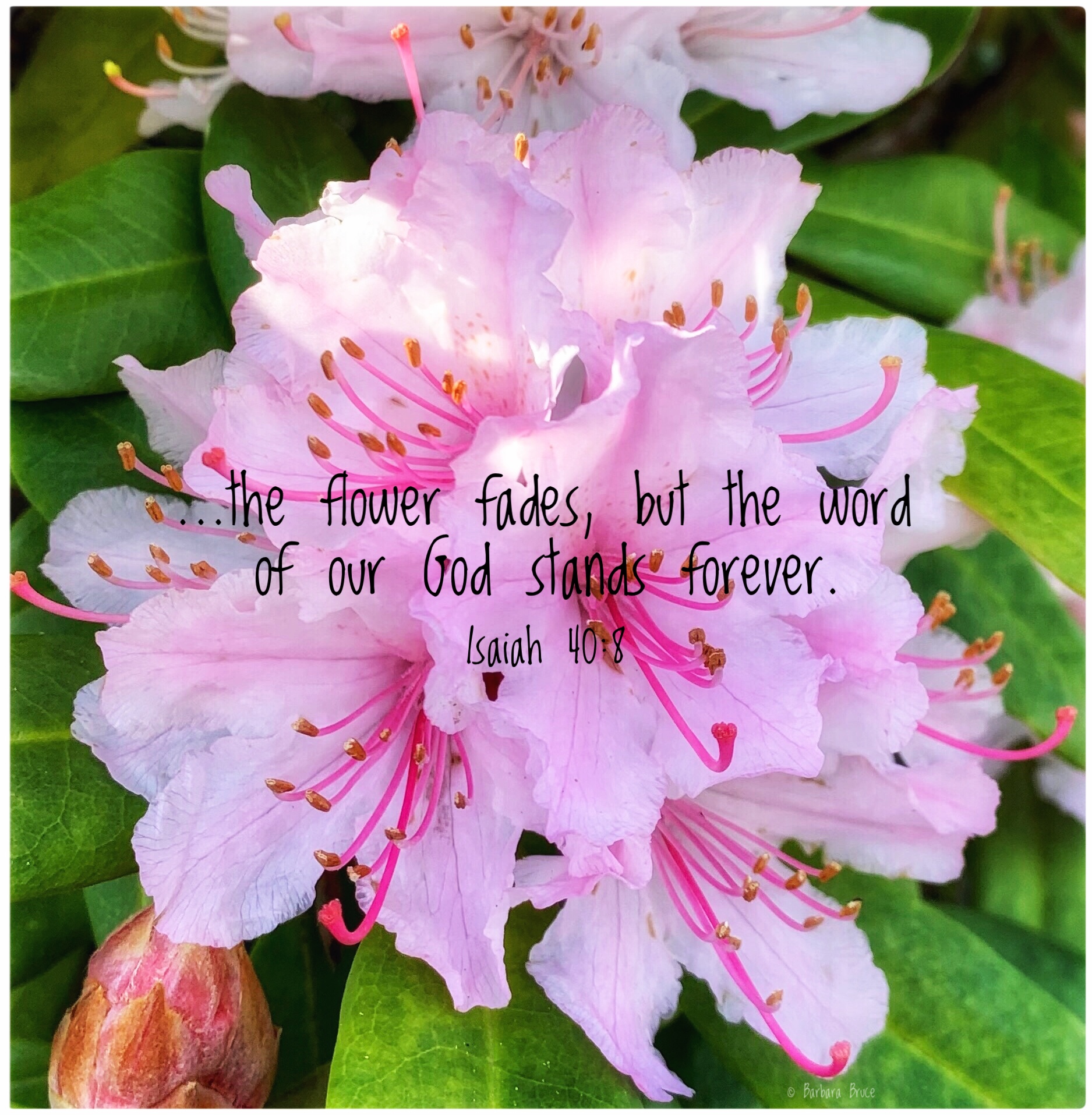 Flowers Fade Blisswood