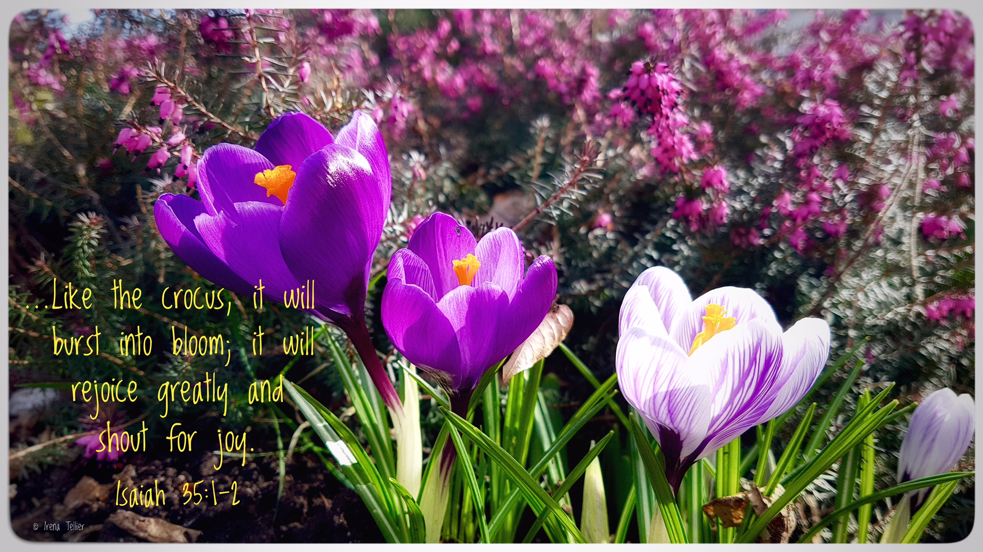 Great and Holy Monday Blisswood