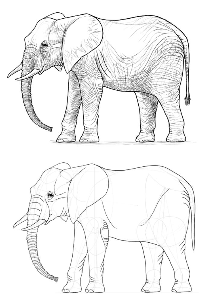 25 Easy Elephant Drawing Ideas How to Draw an Elephant