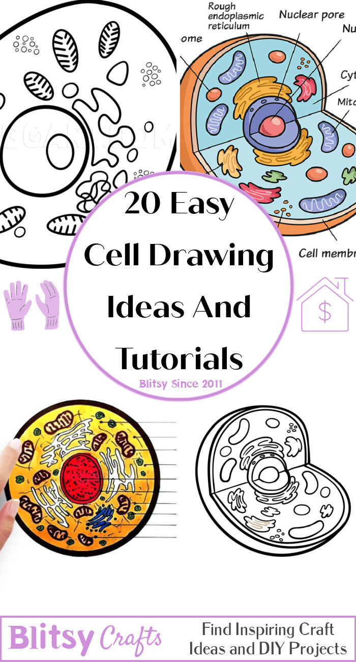 20 Easy Cell Drawing Ideas How to Draw a Cell