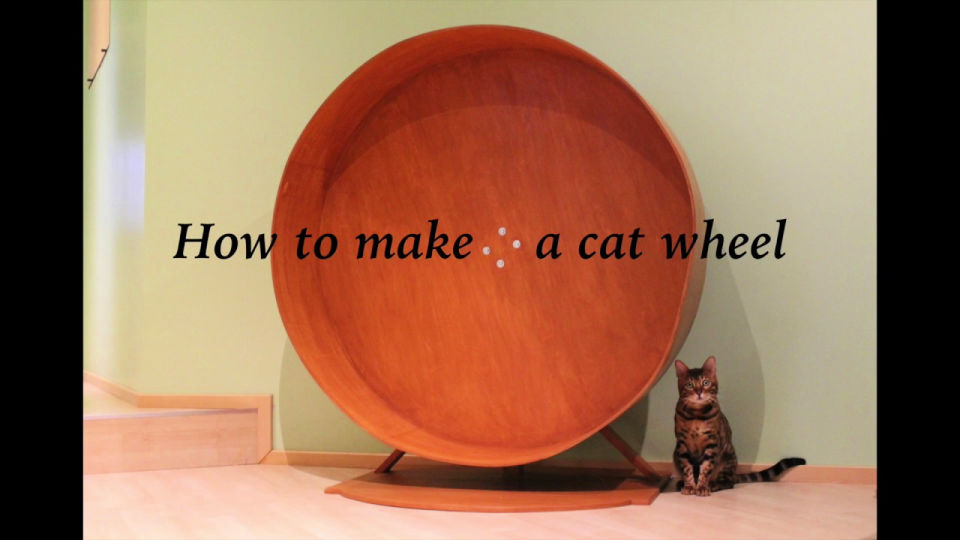 DIY Cat Wheel for Your Feline Friend Blitsy