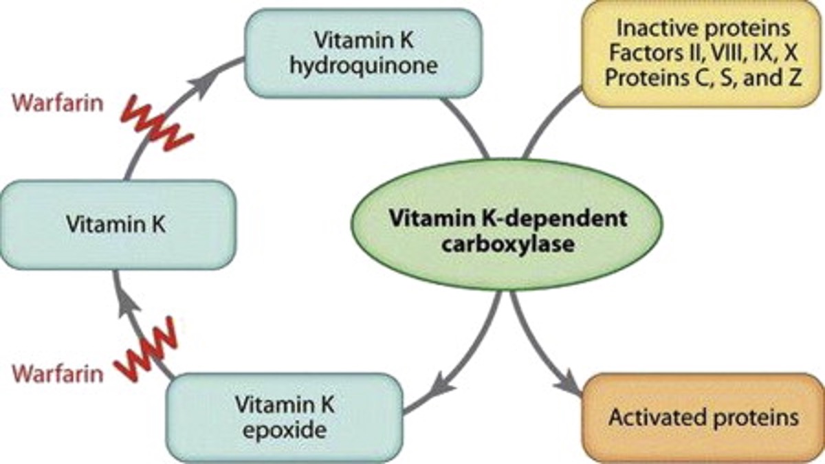 Vitamin K deficiencyrelated bleeding (VKDB) in neonates Pediatric Practice… Pearls for your