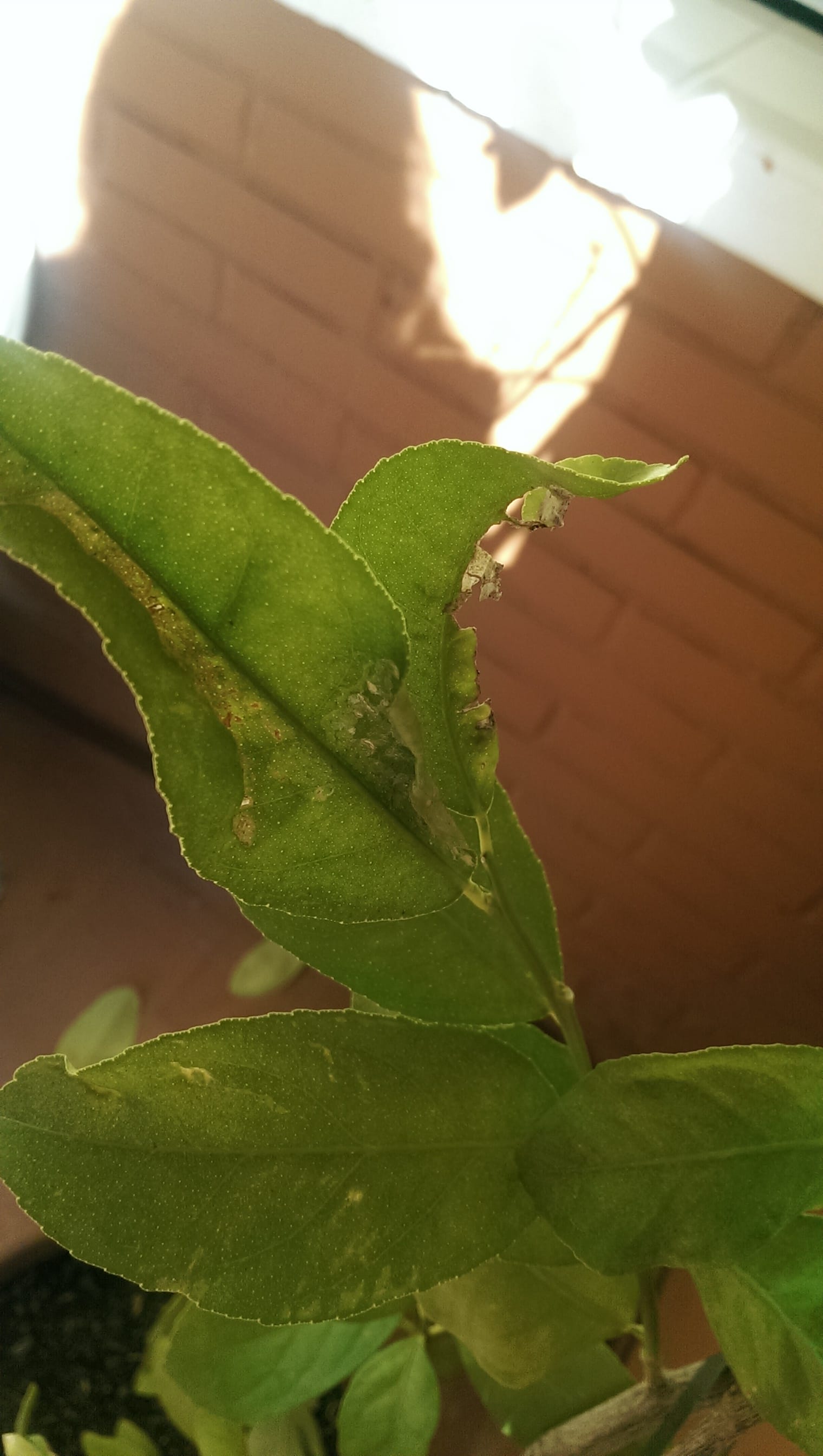 Qué puedo hacer con mi limonero pues se le caen las hojas