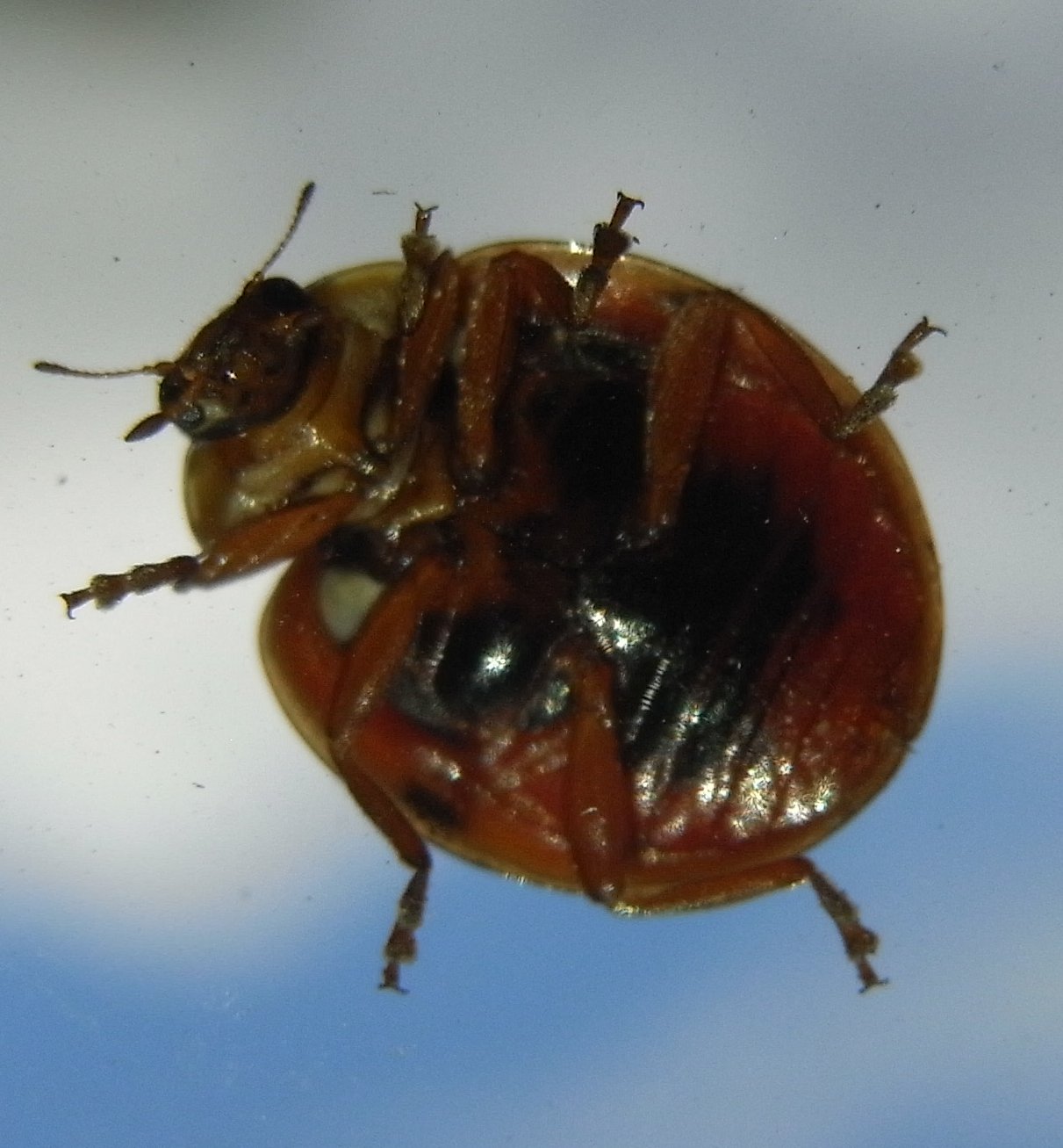 tummy bug « a blodg