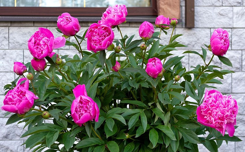 How Long Do Peonies Take to Grow and Bloom?