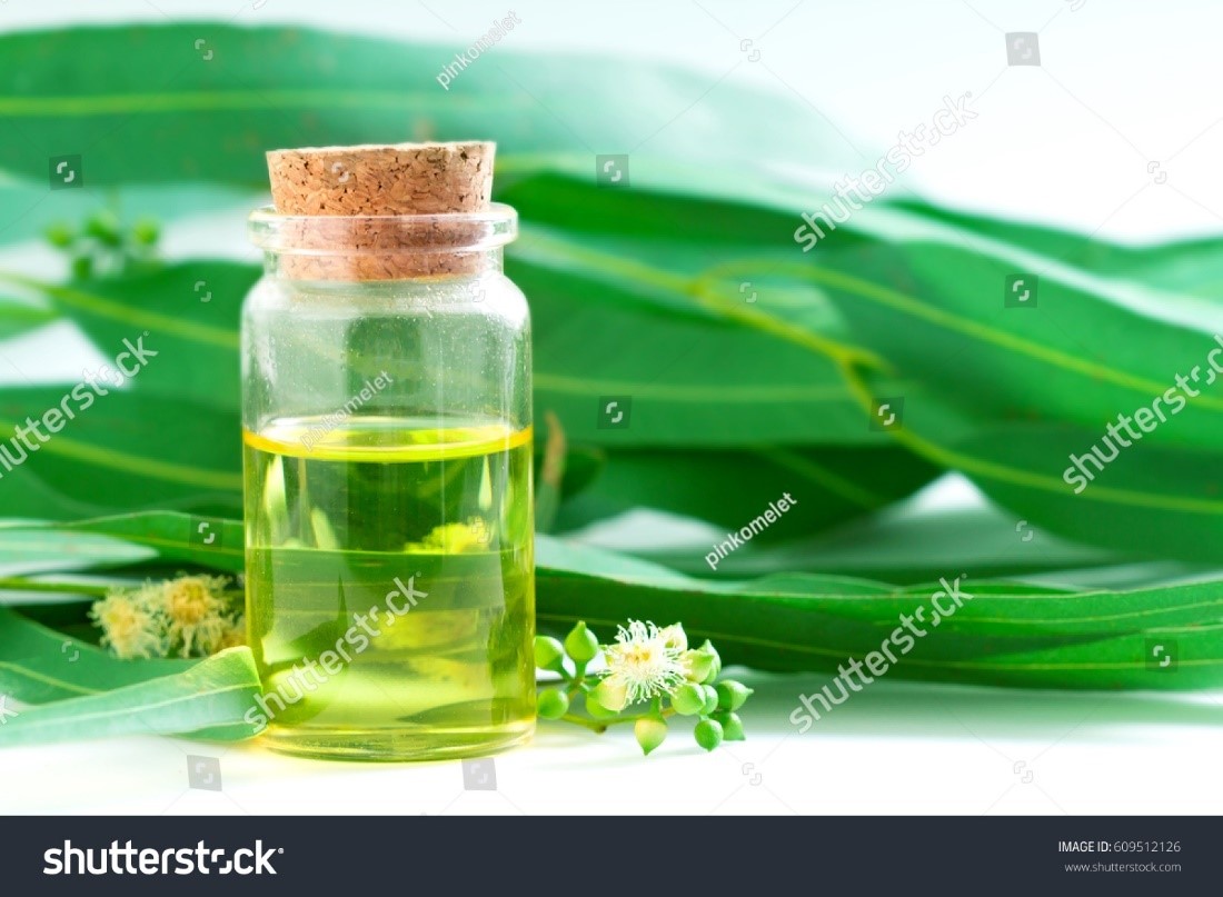 Eucalyptus Oil Uses, Benefits, Side effects By Dr. Smita Barode